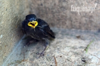 baby-starling