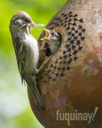 birds-with-bugs