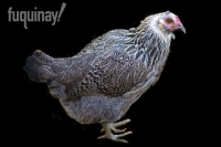 chatty-chicken