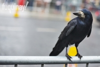 galway-crow-1