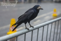 galway-crow-2