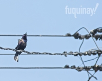 grackle-song