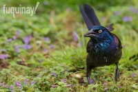 grackle-walk