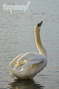 irish-swan