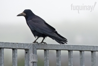 listowel-crow