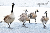 mom-and-babies