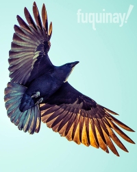 native-crow