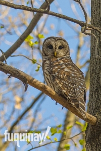 owl