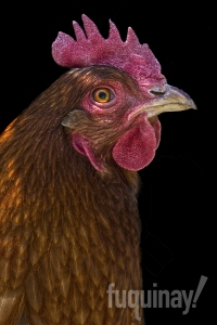 red-chicken