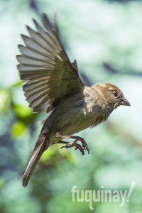 sparrow-flies