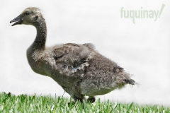 baby-goose