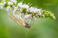 sitochroa-palealis-moth