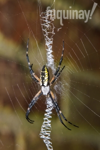 argiope-aurantia