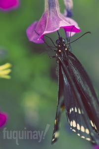 black-swallowtail