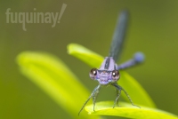 blue-damselfly