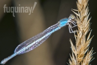 bright-damselfly
