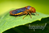 broad-headed-sharp-shooter-wm