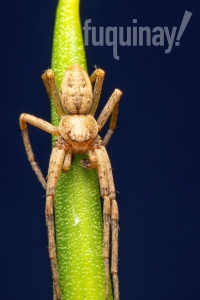 crab-spider-wm