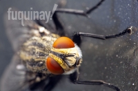 flesh-fly-1-wm