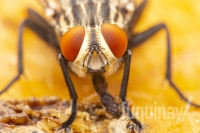 flesh-fly-licking-wm