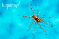 grass-spider-in-the-pool