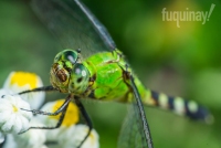 green-darner