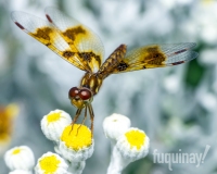 halloween-pennant