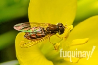 hoverfly-best-wm