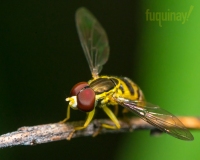 hoverfly-walk