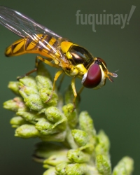 hoverfly