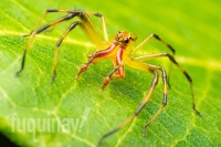 mag-jumping-spider-wm