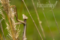 mantis-grass