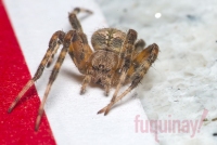 orb-weaver-and-netflix