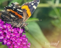 red-admiral