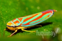 red-banded-leaf-hopper-wm