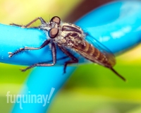 robberfly-1