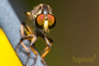 robberfly-2