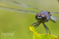 slaty-skimmer