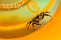 tan-jumping-spider-wm