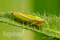 versute-sharpshooter-wm