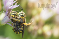 beesex