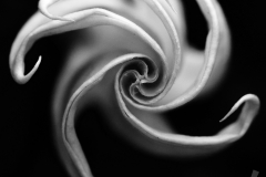 datura-dark-pinwheel-bw