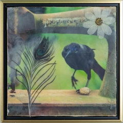 grackle  12x12
