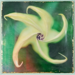 datura 8 6x6