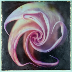 datura 2 6x6—SOLD