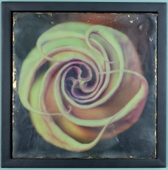 datura 1 12x12