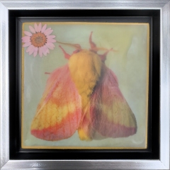 moth 4x4
