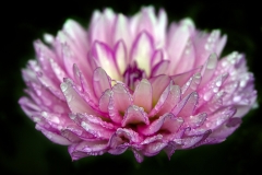 black-dahlia