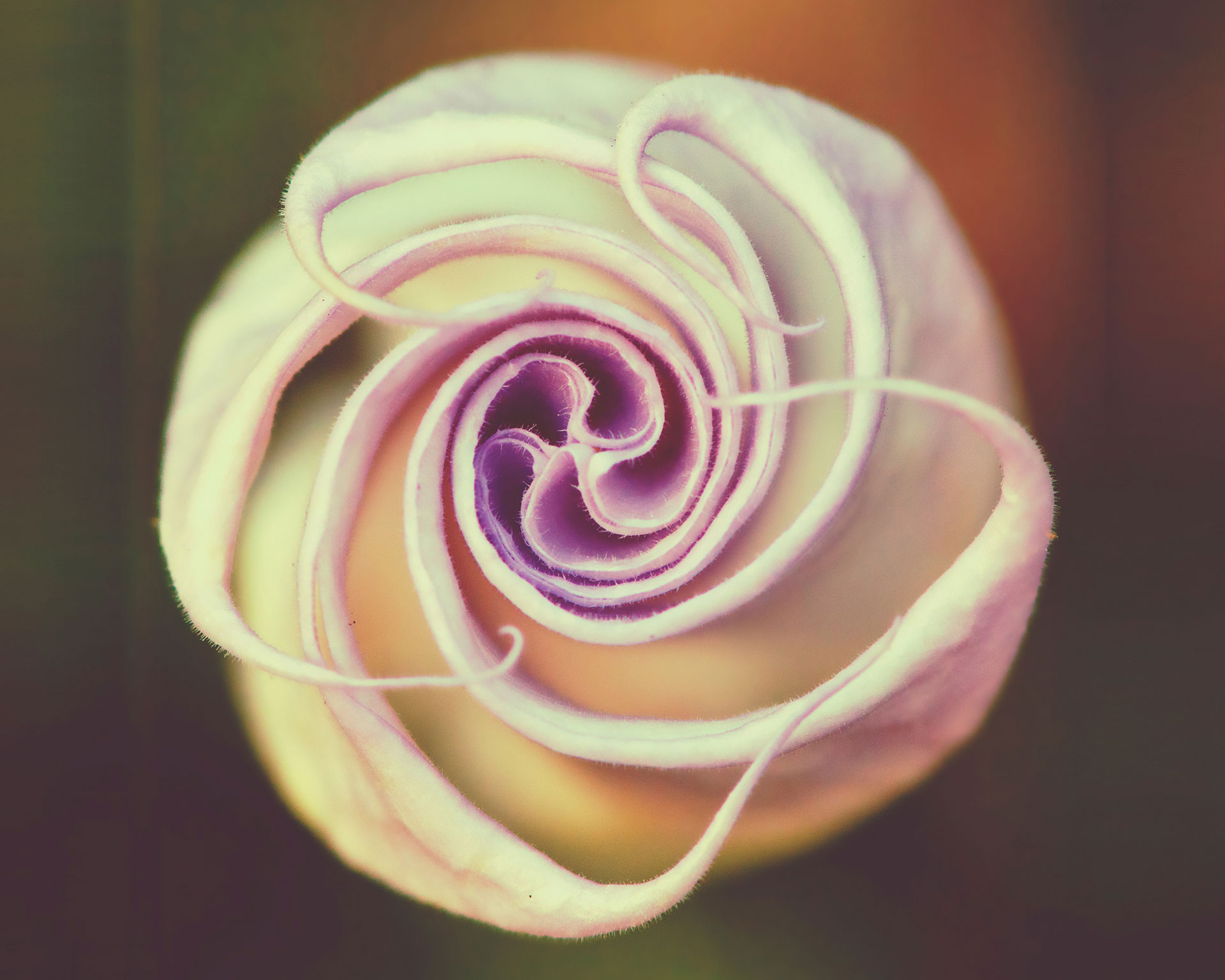 datura